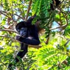 Mantled Howler Mantled Howler
