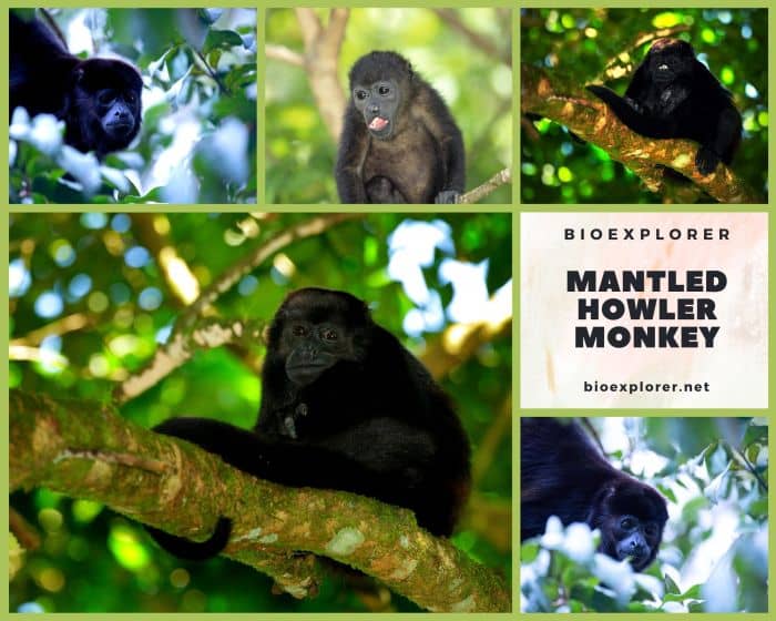 Mantled Howler Monkey Mantled Howler Monkey