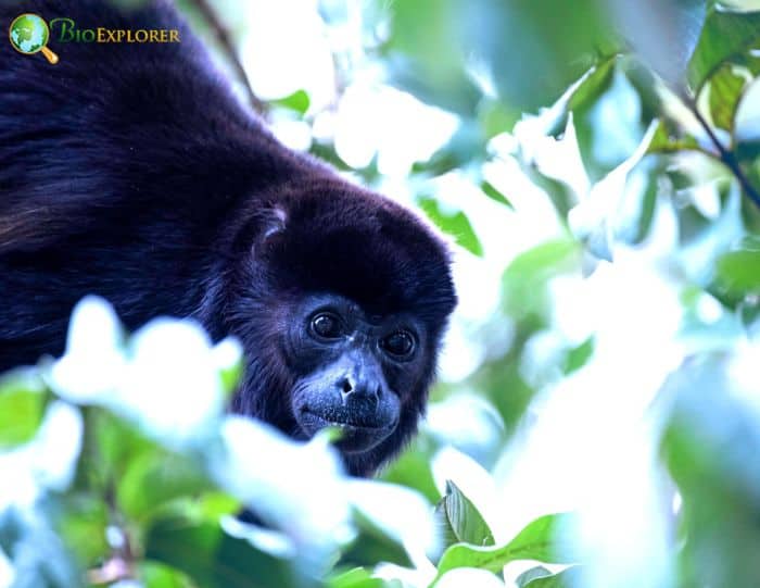 Mantled Howler Monkey Mantled Howler Monkey