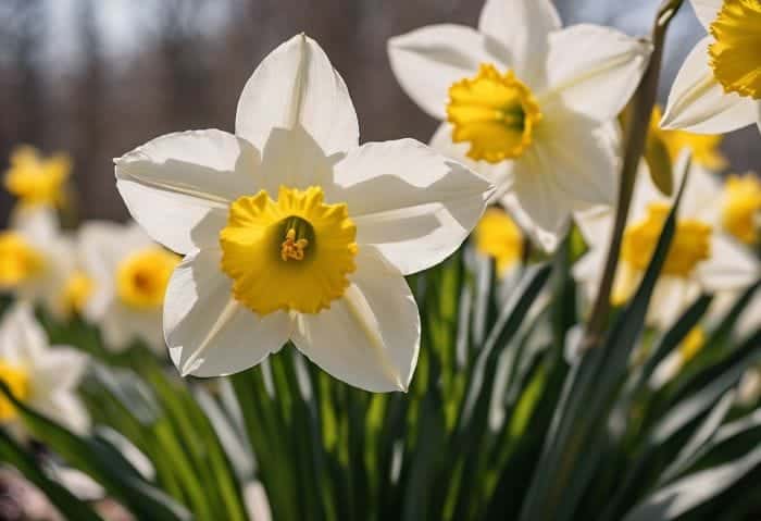 March Birth Flowers | Daffodils and Jonquils | Meaning & Symbolism