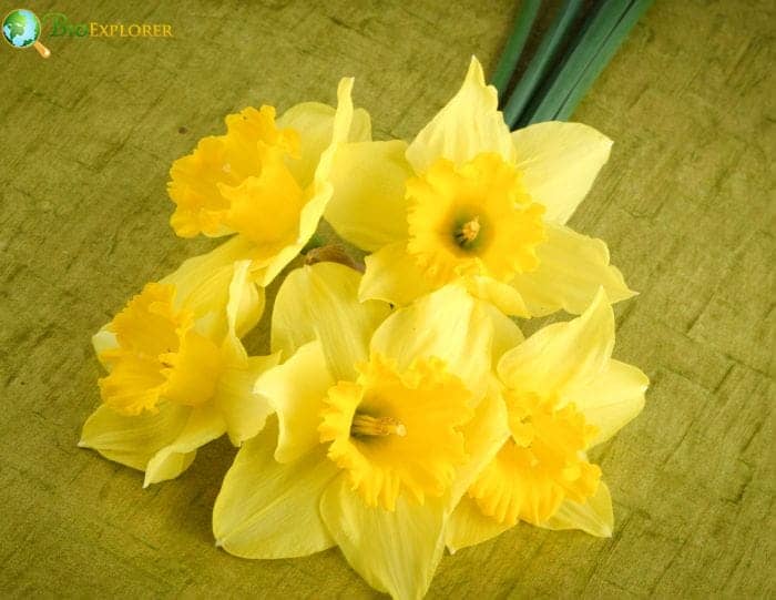 March Birth Flowers Daffodils and Jonquils Meaning & Symbolism