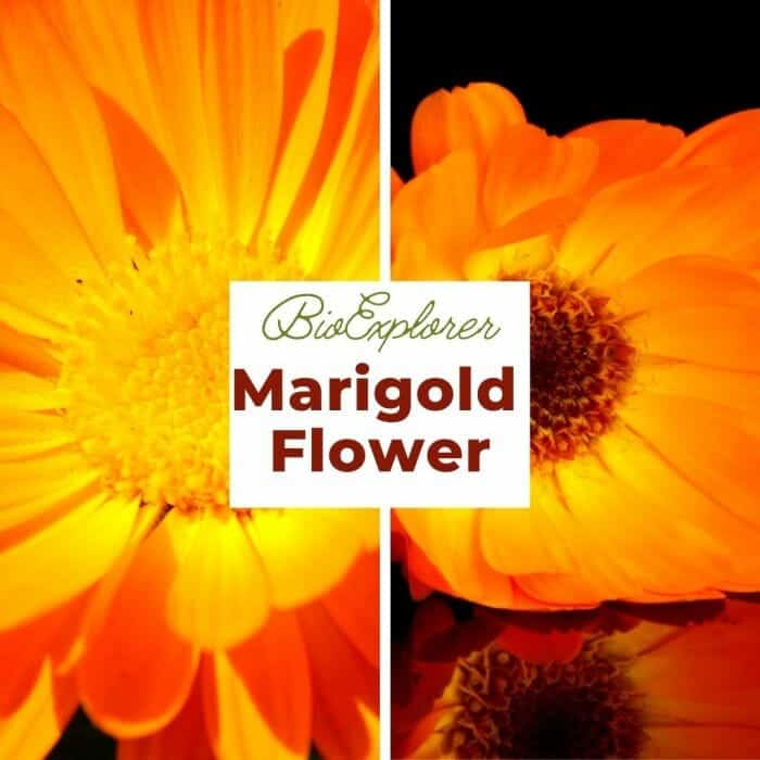 Marigold