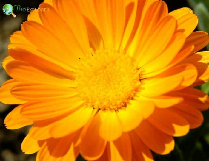 Marigold Flower