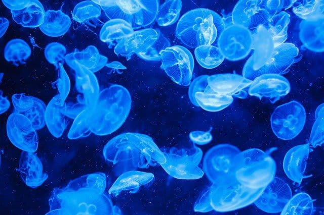 Divisions of Biology: Marine Biology Divisions of Biology: Marine Biology