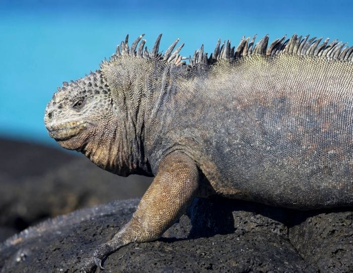 Marine Iguana | Amblyrhynchus cristatus | Characteristics | Fun Facts
