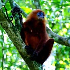 Maroon Langur Maroon Langur