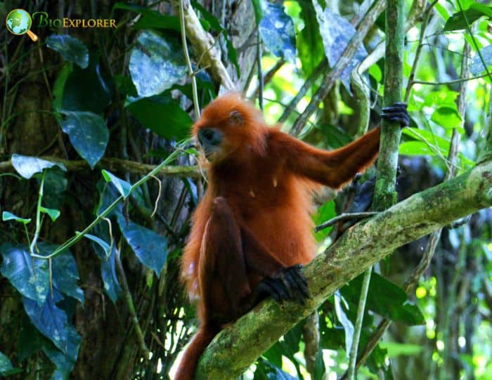 Maroon Langur Maroon Langur