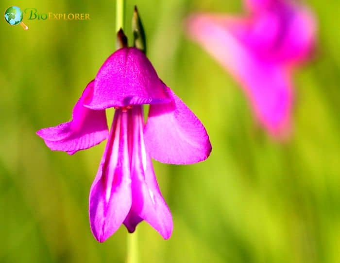 Marsh Gladiolus F