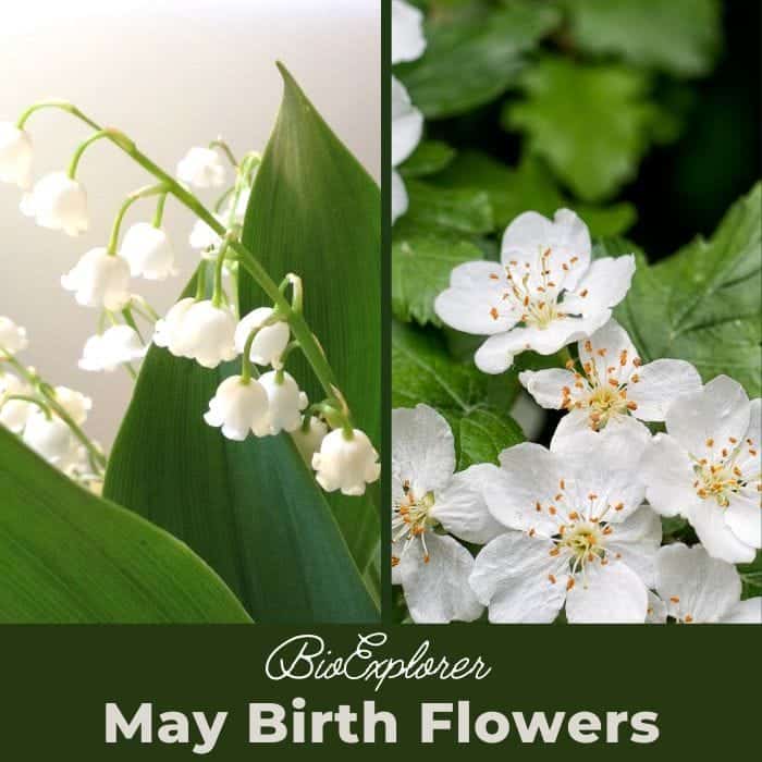 May Birth Flowers Lily Of The Valley