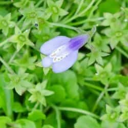 Mazus flower (Mazaceae) Mazus flower (Mazaceae)