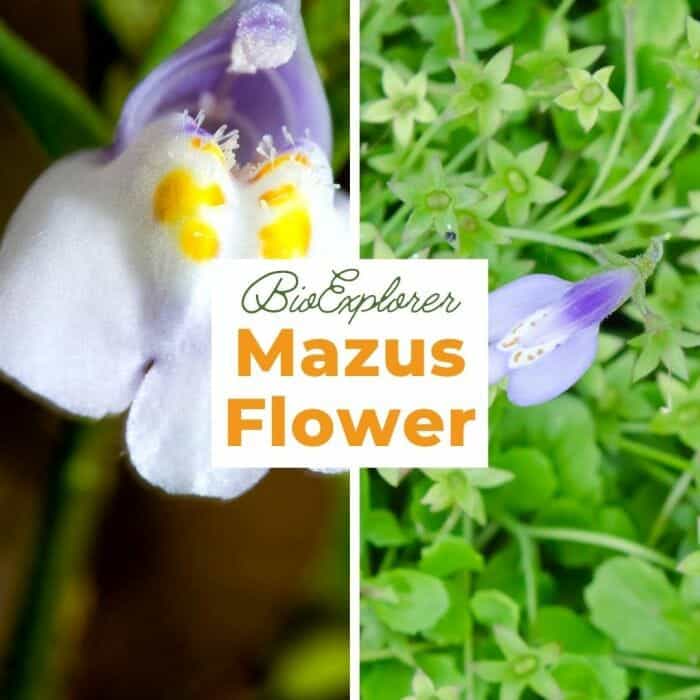 Mazus Flower