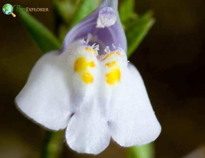 Mazus Flower