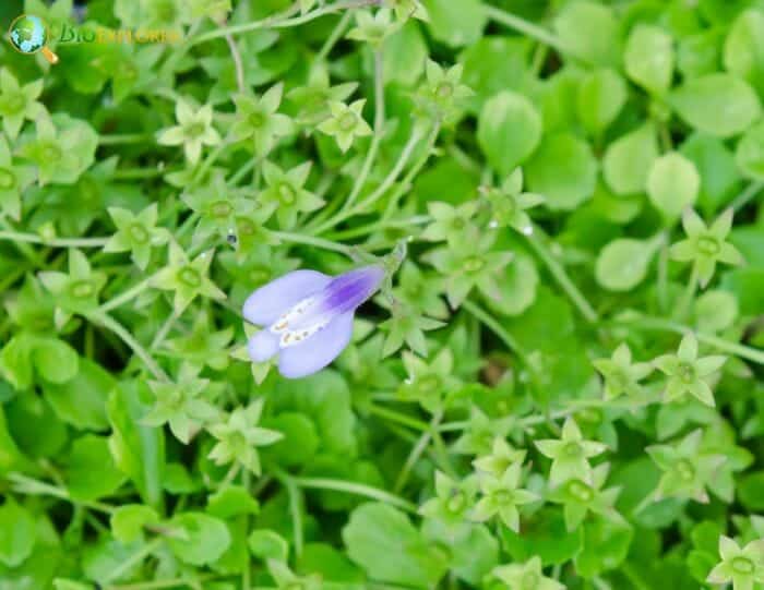 Mazus Flowering Plants