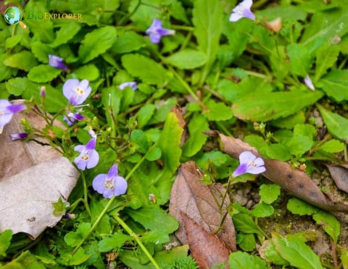 Mazus Flowers