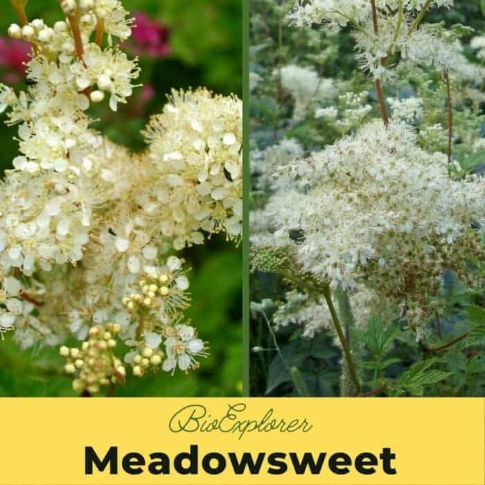 Meadowsweet