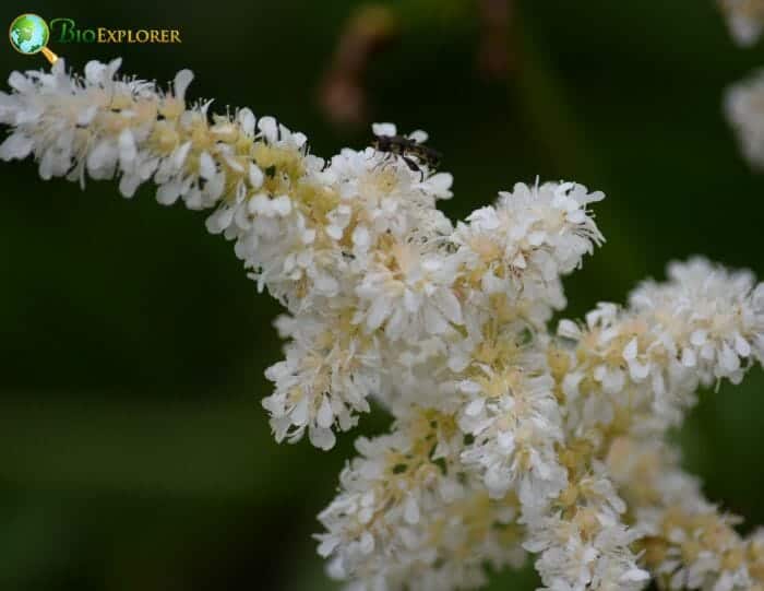 Meadowsweet Flowers