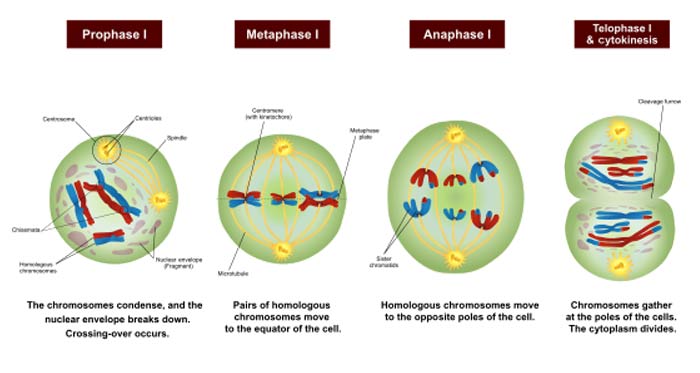 Meiosis I Stages