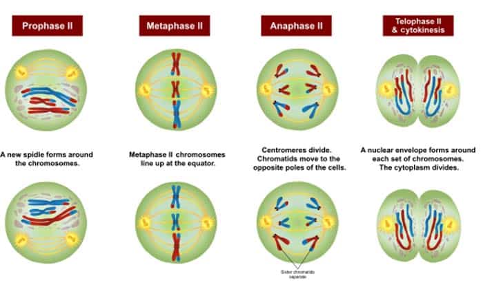 What Is Meiosis Stages Of Meiosis Importance Of Meiosis