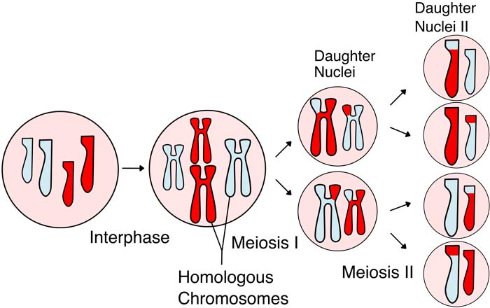 Stages of Meiosis Stages of Meiosis