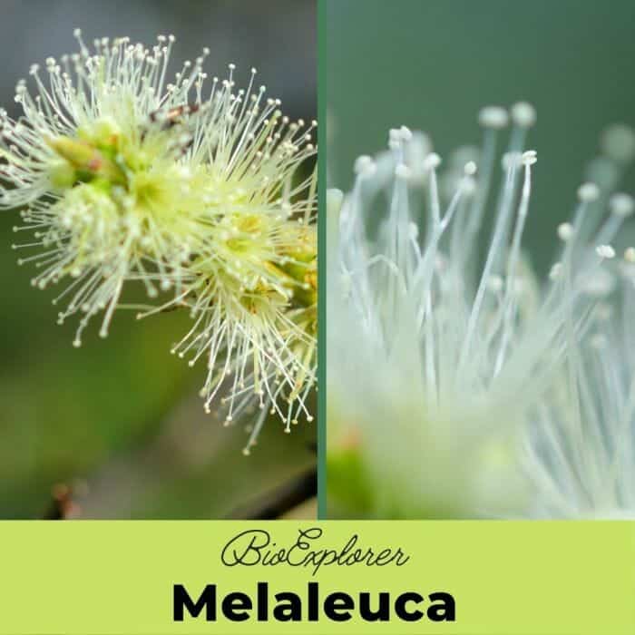 Melaleuca