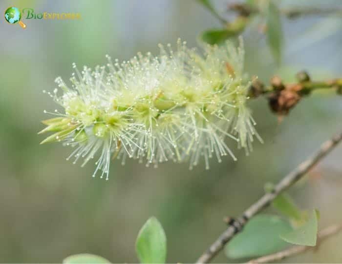 Melaleuca Flowers