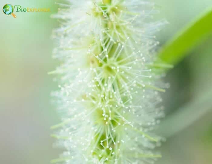 Melaleuca Flowers