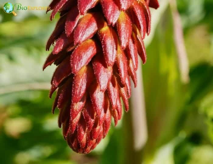 Melianthus Major