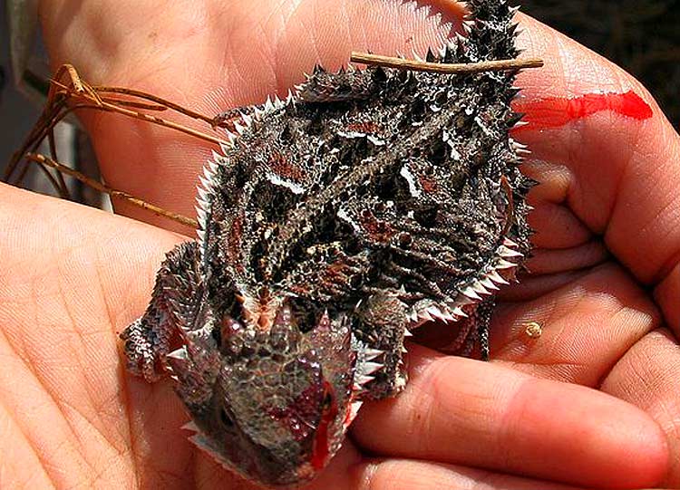 Mexican Plateau horned lizard Squirting Blood Mexican Plateau horned lizard Squirting Blood