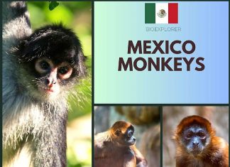 Mexico Monkeys