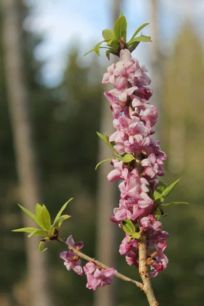 Mezereon Flowers