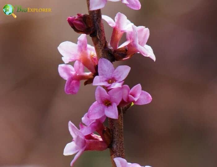 Mezereon Flowers