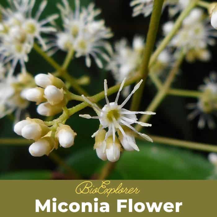 Miconia