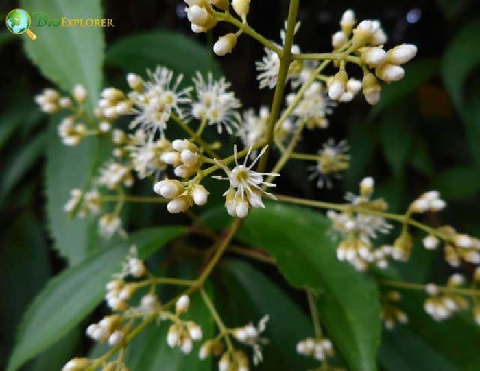 Miconia Flowers