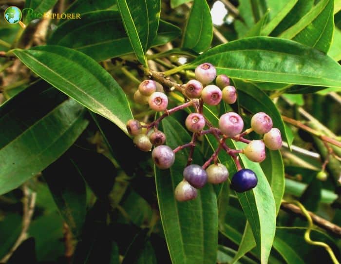 Miconia Fruits