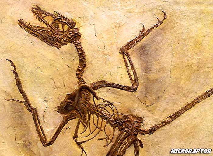 Microraptor Fossils