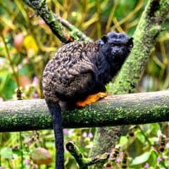 Midas Tamarin Midas Tamarin