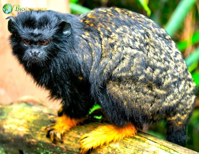 Midas Tamarin Midas Tamarin