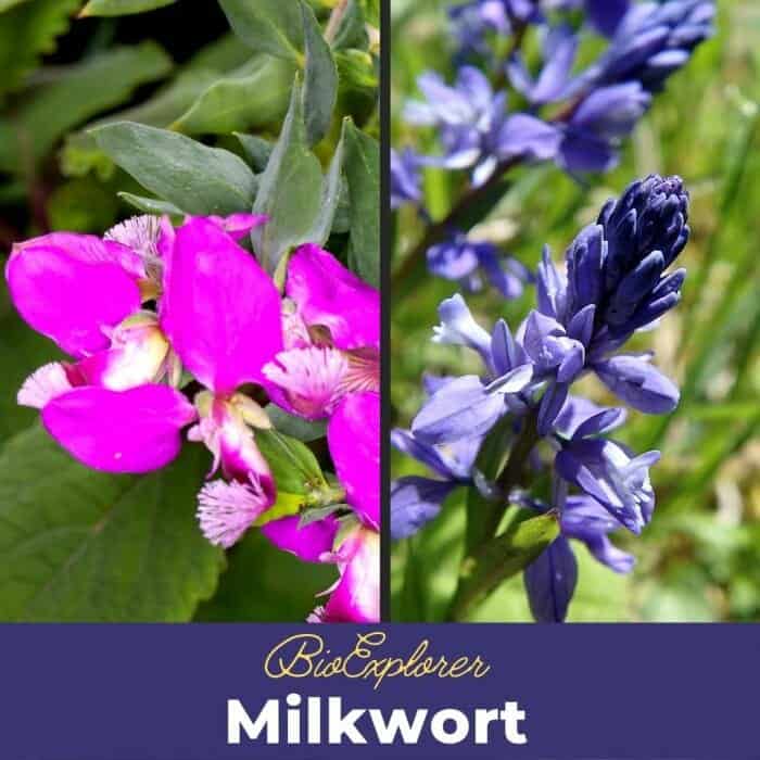 Milkwort