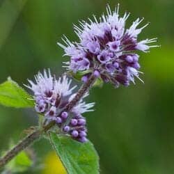 Mint flower (Lamiaceae)