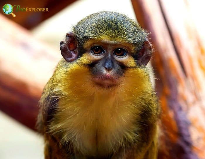 Miopithecus Talapoin Miopithecus Talapoin