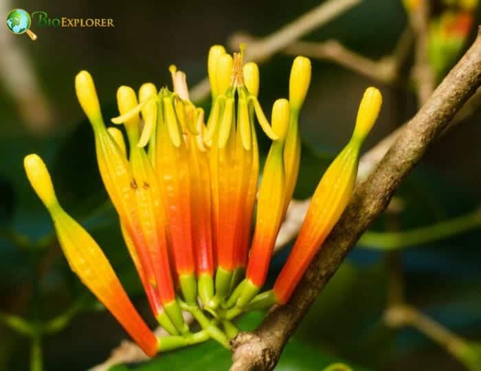 Mistletoe Flowers