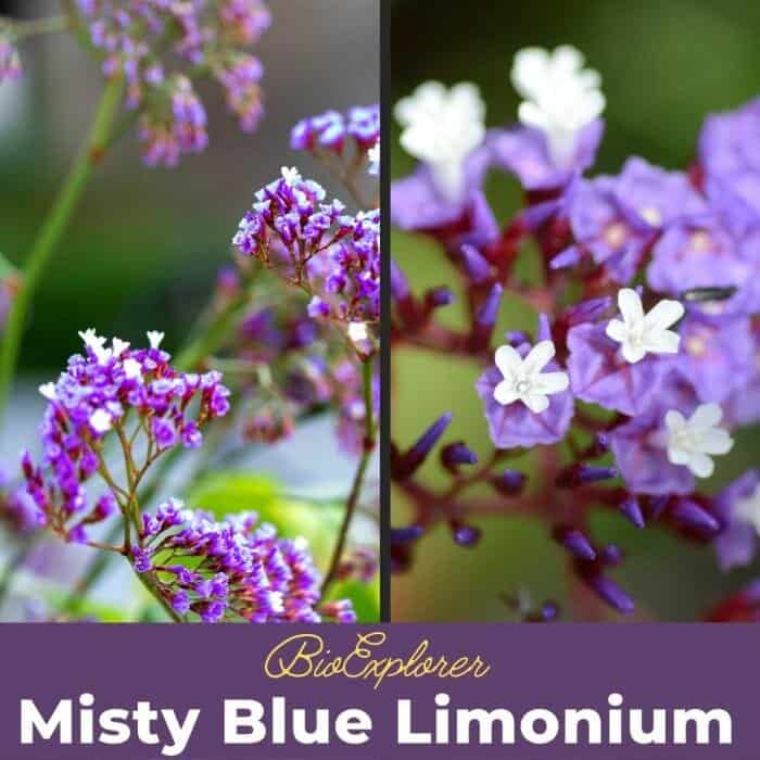 Misty Blue Limonium