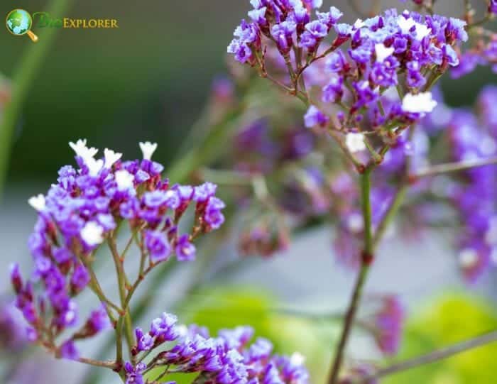 Misty blue flower deals