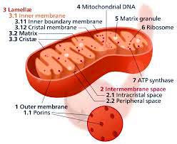Mitochondrion Mitochondrion