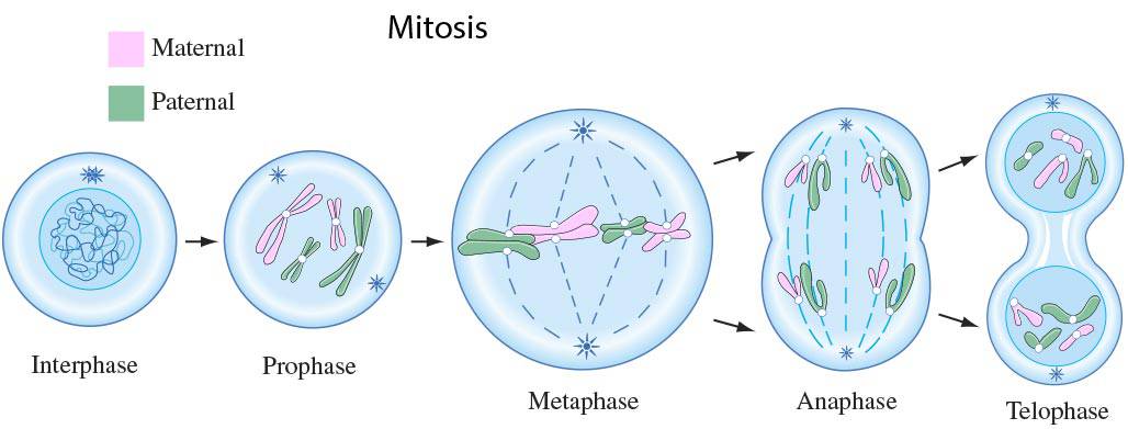 Mitosis Phases Mitosis Phases