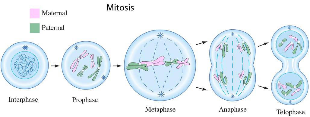 Stages Of Mitosis Diagram Labeled