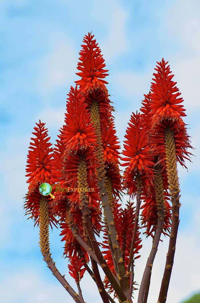 Mocha Aloe