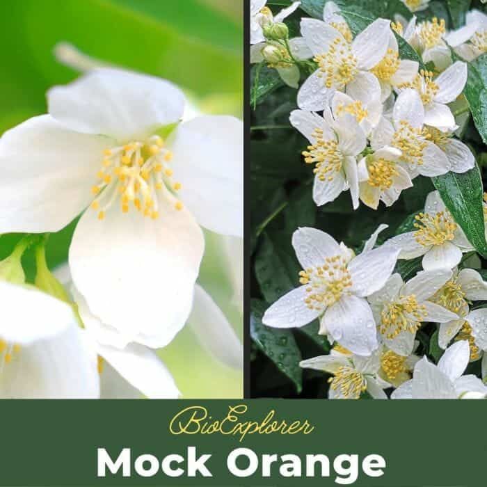 Mockorange  UMN Extension