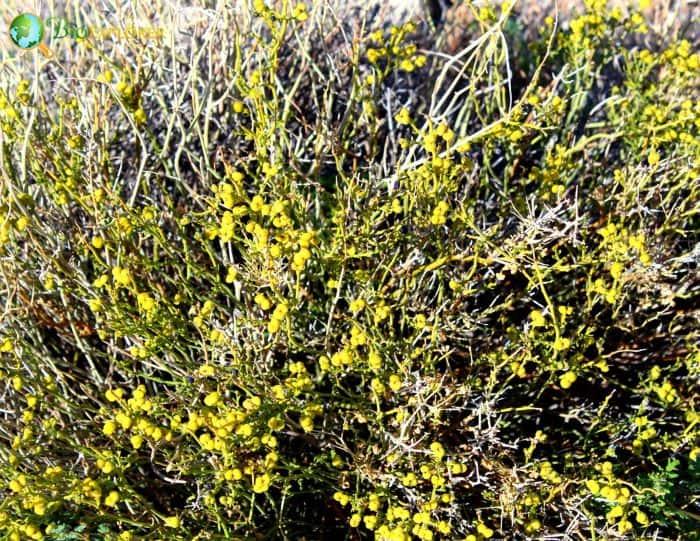 Mojave Desert Rue