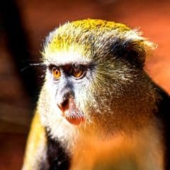 Mona Monkey Mona Monkey